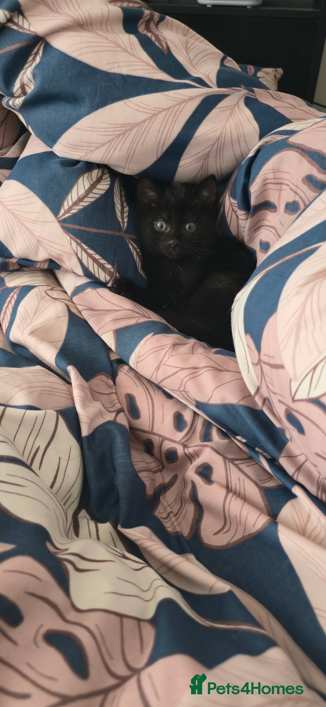 British Shorthair cats for sale: Black short-haired kitten 9 weeks old  - Image 2