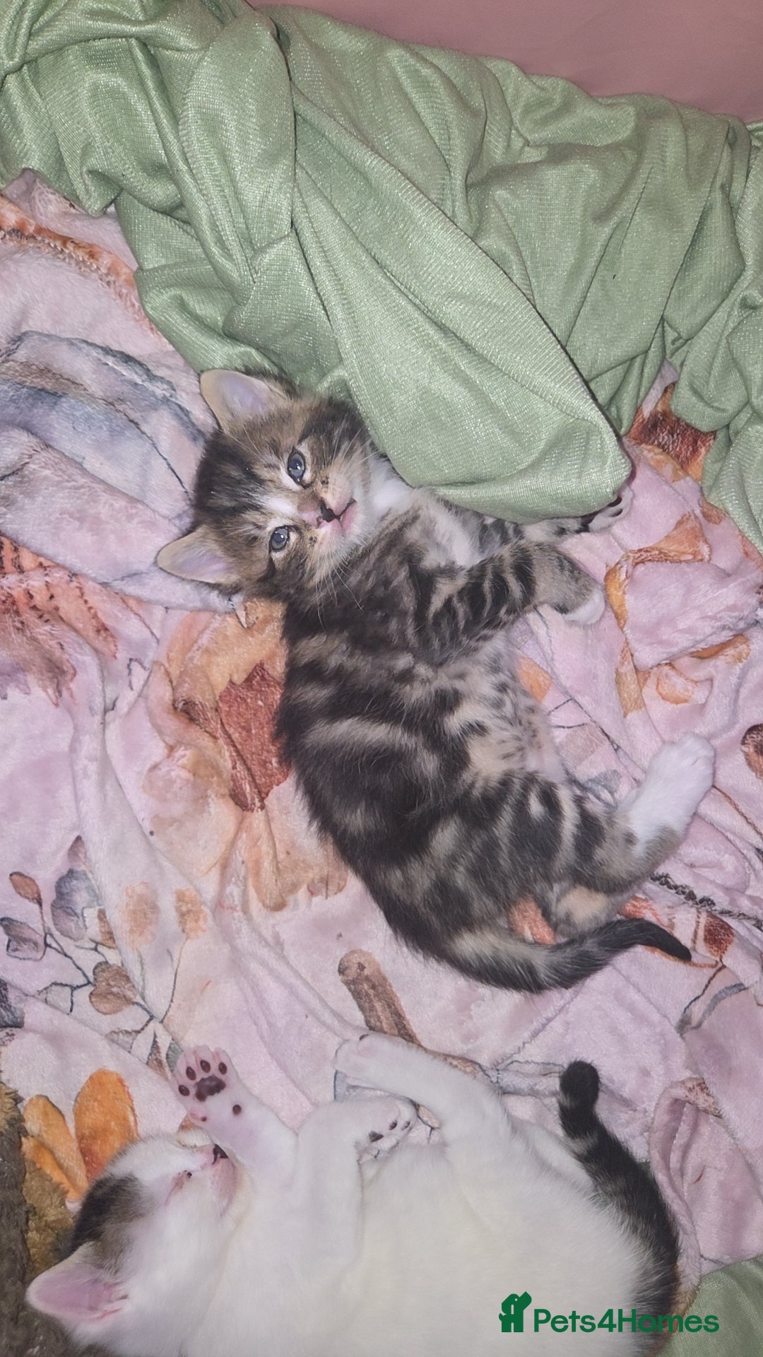 Mixed Breed cats Beautiful mixed boy kittens - Advert 6