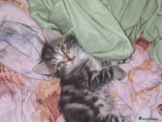 Mixed Breed cats Beautiful mixed boy kittens - Advert 6