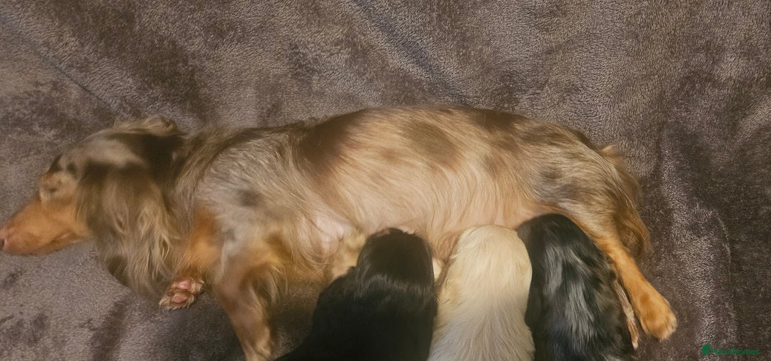 Miniature Dachshund dogs for sale: 3 adorable long hair miniature dachshund boys - Advert 13