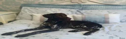 German Shorthaired Pointer dogs for sale: Exceptional KC GSP Puppies  - Advert 12