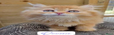 British Shorthair 1 -  Vecna - Red Gold Tabby Longhair 