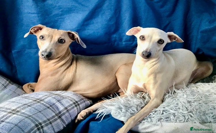 Italian Greyhound dogs - Advert 3