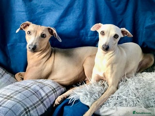 Italian Greyhound dogs - Advert 4