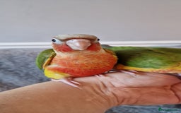 Conures birds for sale: Beautiful fully hand reared conure baby's  - Advert 28