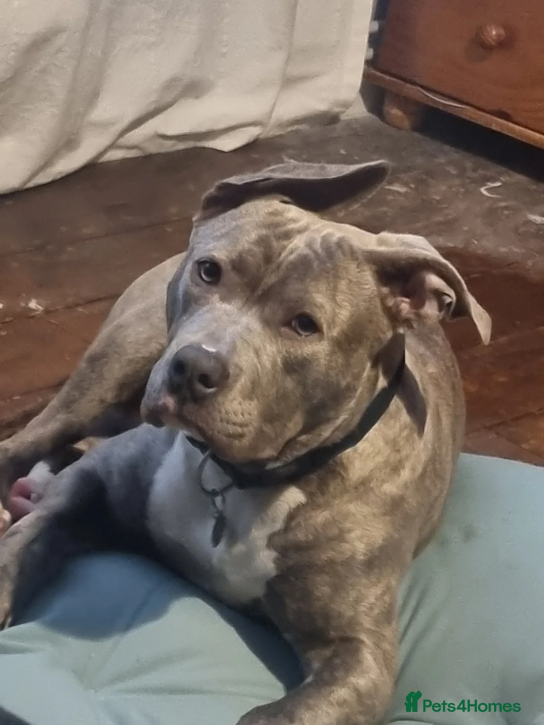 Mixed Breed dogs for sale: Staffy Corso boy for sale in Haywards Heath - Advert 4