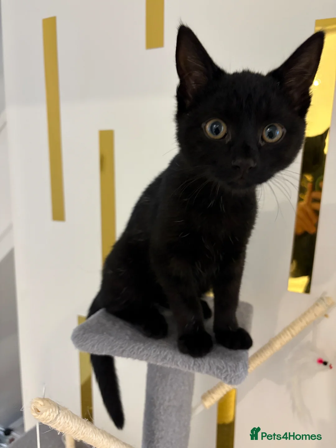 Mixed Breed cats for sale: Female black kitten in Skelmersdale - Advert 1