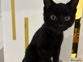 Mixed Breed cats Female black kitten - Advert 1
