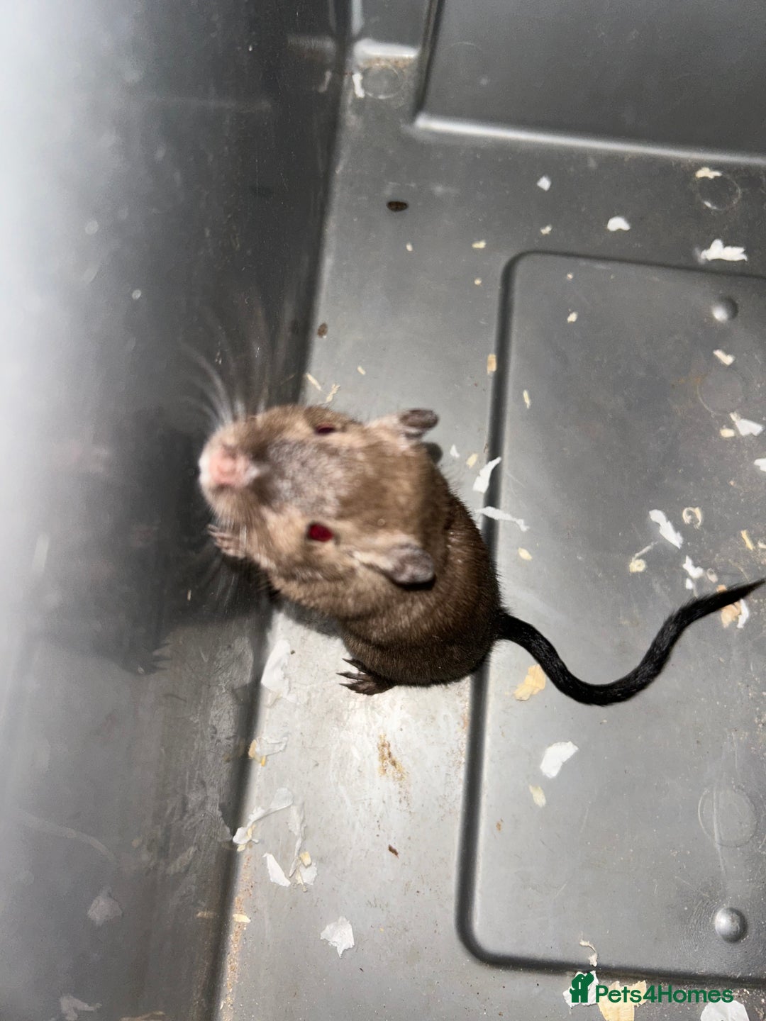Gerbil rodents for sale: Friendly pair of gerbils  - Image 3