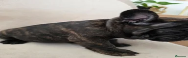 Puppy 1