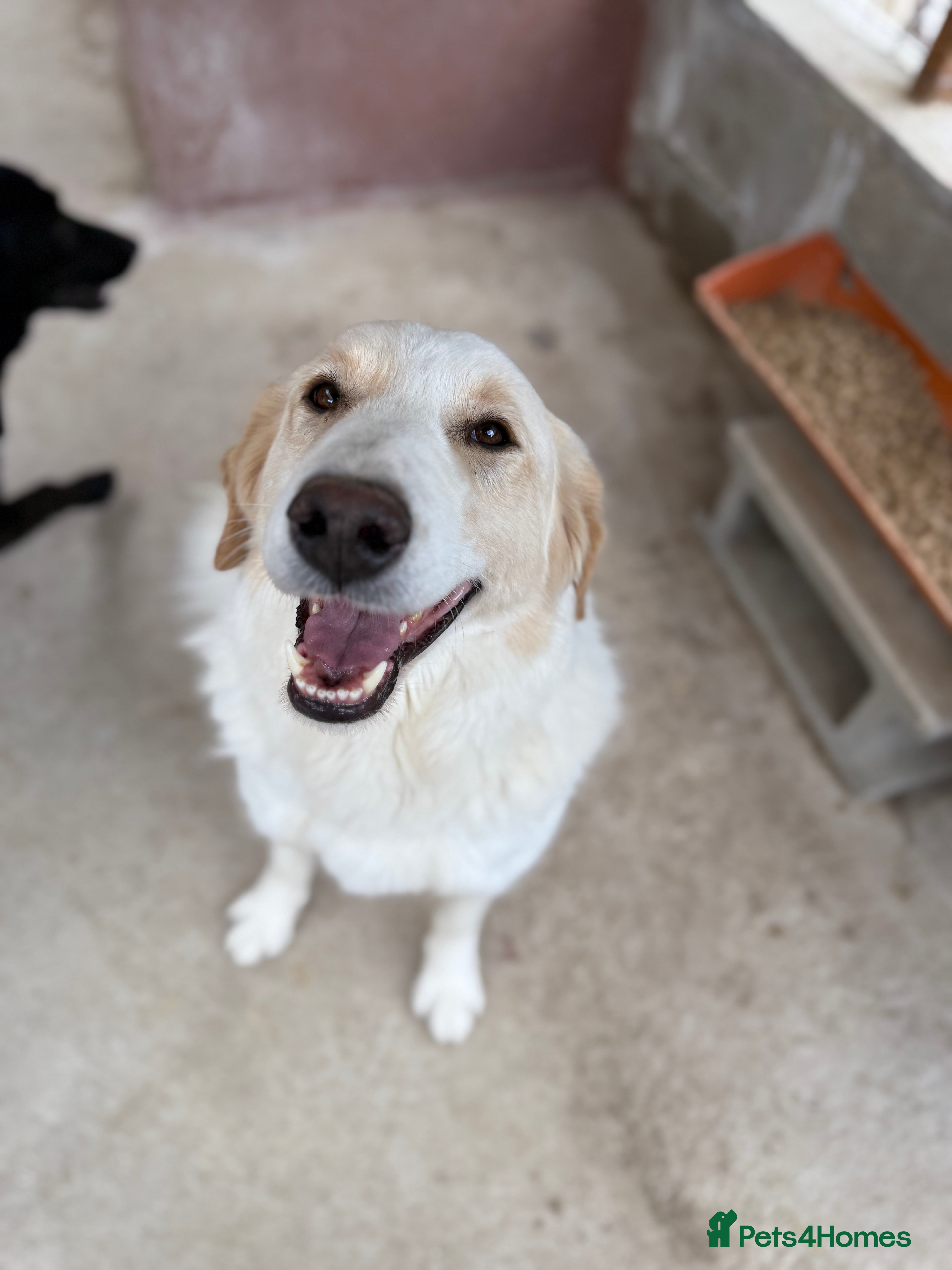 Mixed Breed dogs Levi is searching for a family - Advert 22