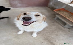 Mixed Breed dogs for adoption: Levi is searching for a family - Image 1
