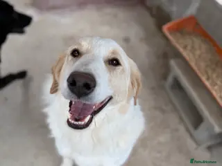 Mixed Breed dogs Levi is searching for a family - Advert 4