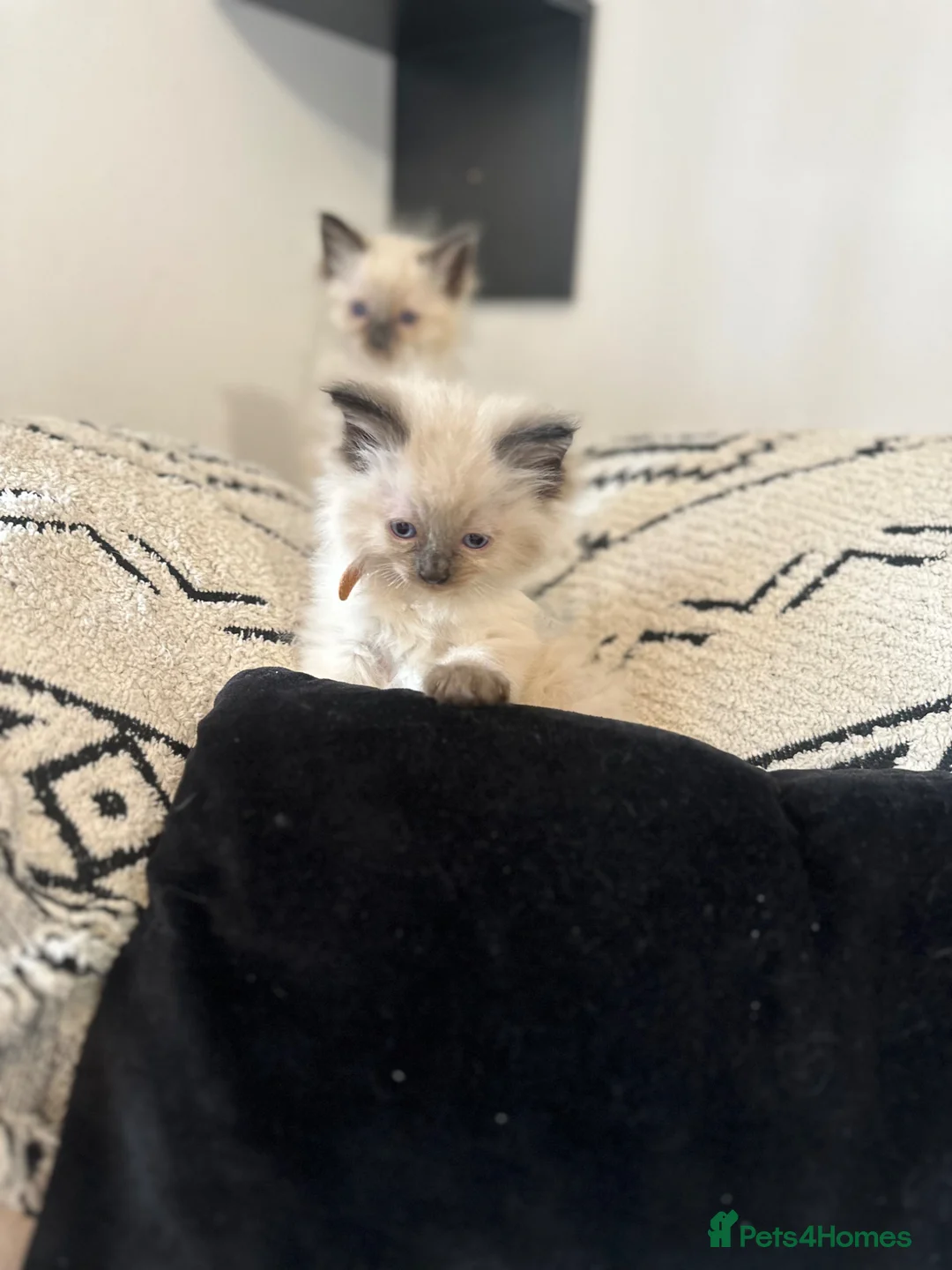 Ragdoll cats for sale: Ragdoll kittens  in Bridport - Advert 2