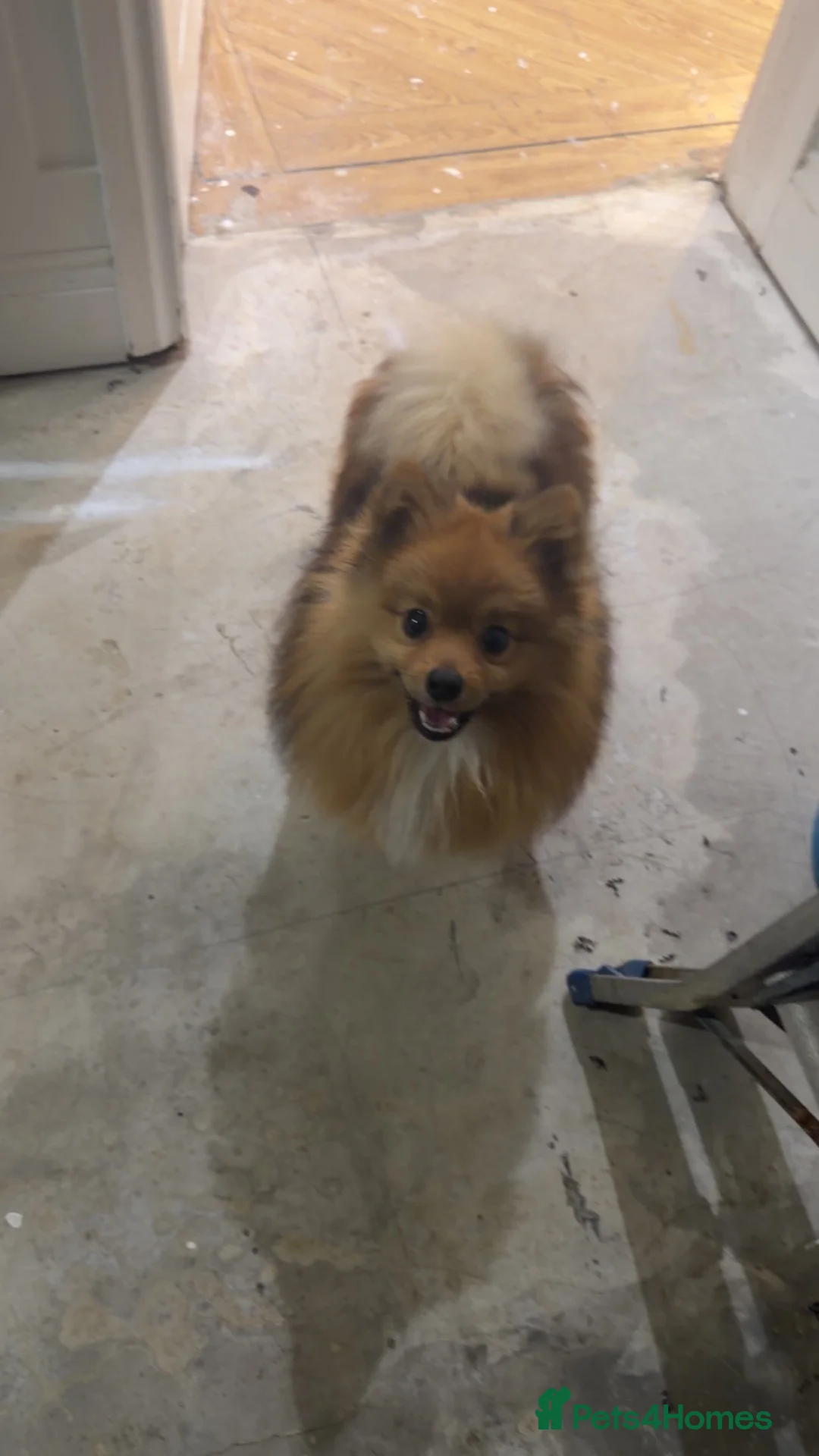 Pomeranian dogs for sale: 10 month old Pomeranian  - Advert 1