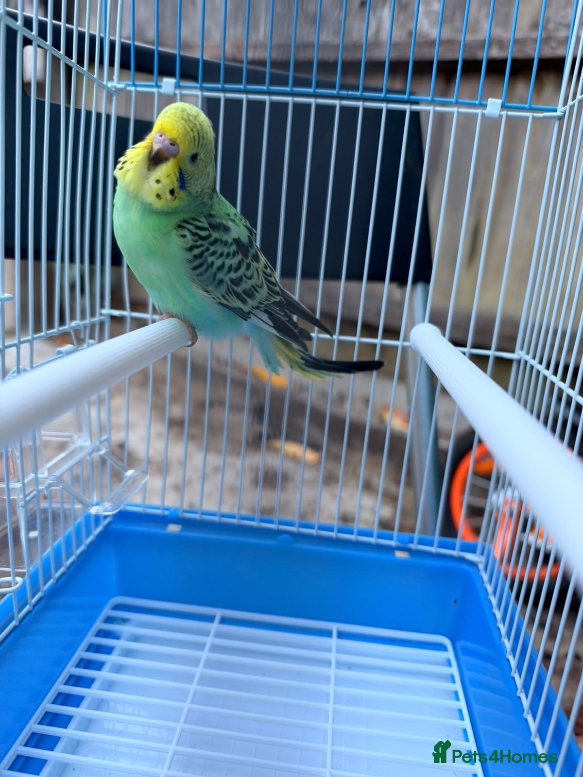 Budgerigars birds Budgies For sale - Advert 1
