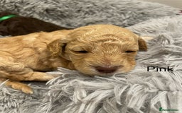Cockapoo dogs for sale: Cockapoo genetic & health 5⭐️ Chocolate apricot - Image 7