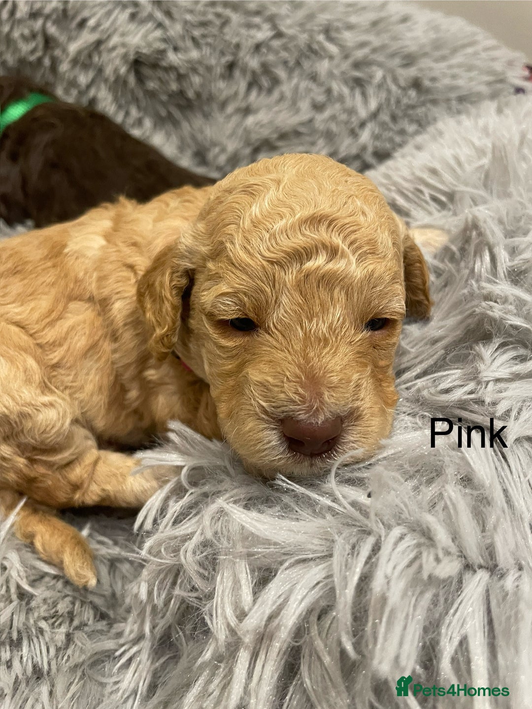 Cockapoo dogs for sale: Cockapoo genetic & health 5⭐️ Chocolate apricot - Image 7