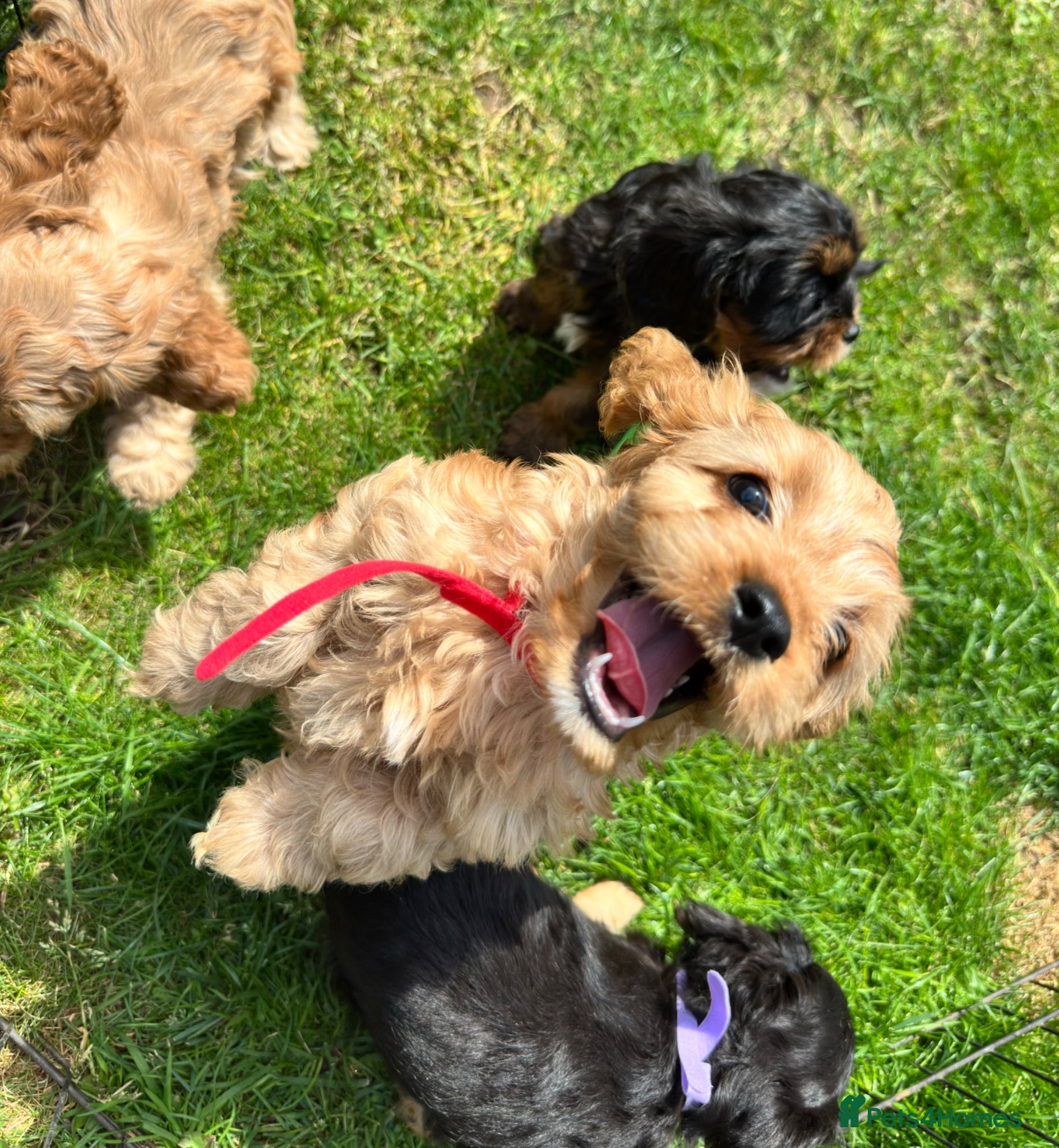 Cavapoo dogs Adorable F1B Cavapoo puppies - Advert 17