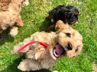 Cavapoo dogs Adorable F1B Cavapoo puppies - Advert 17