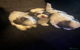 Shih Tzu dogs for sale: Shih zhus puppys - Image 1