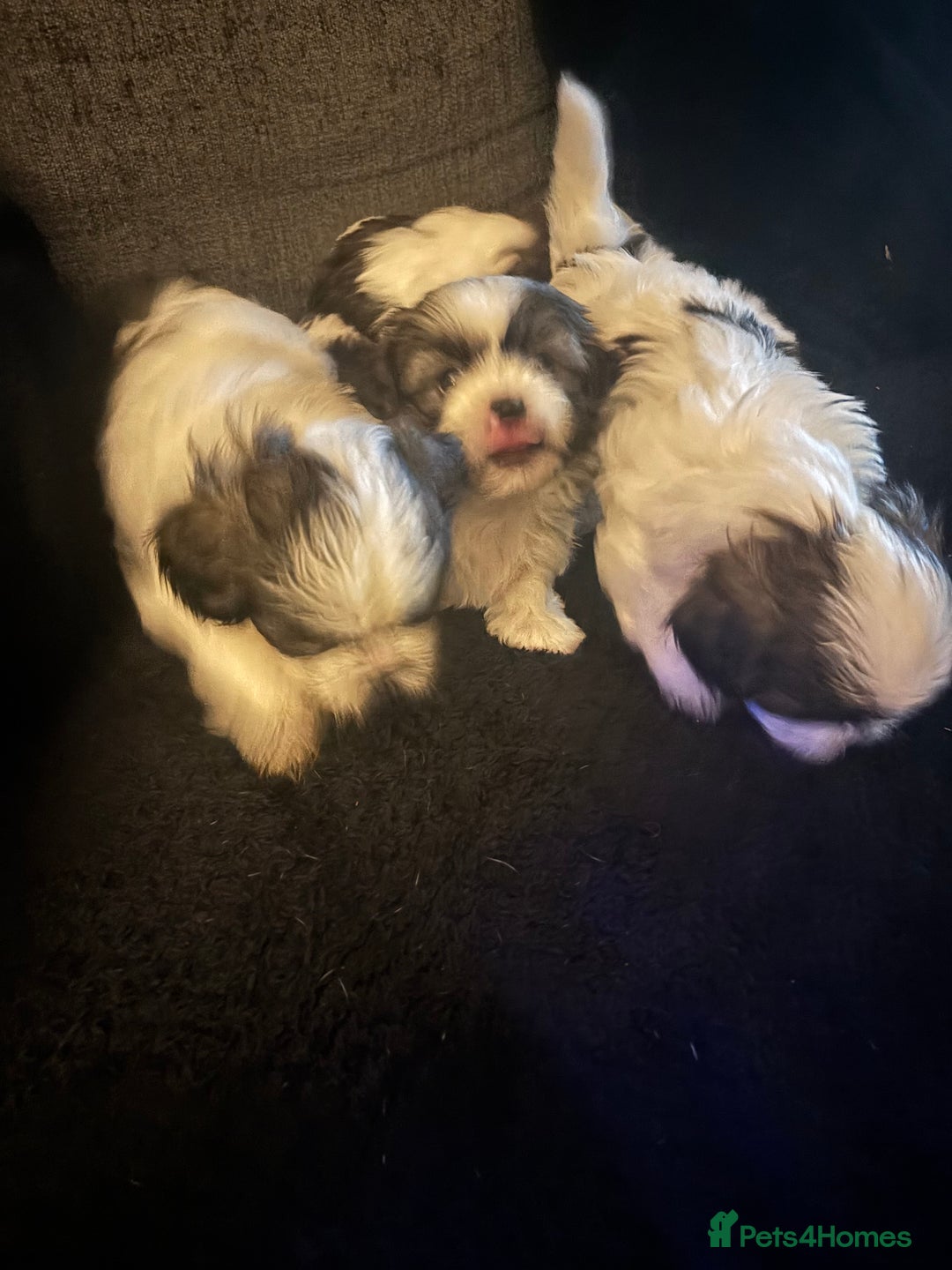 Shih Tzu dogs for sale: Shih zhus puppys - Image 1