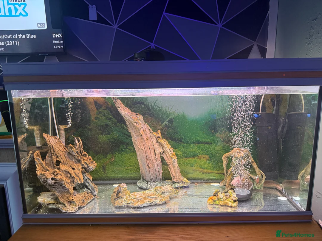 Axolotl reptiles for sale: Axolotl Setup - Advert 2