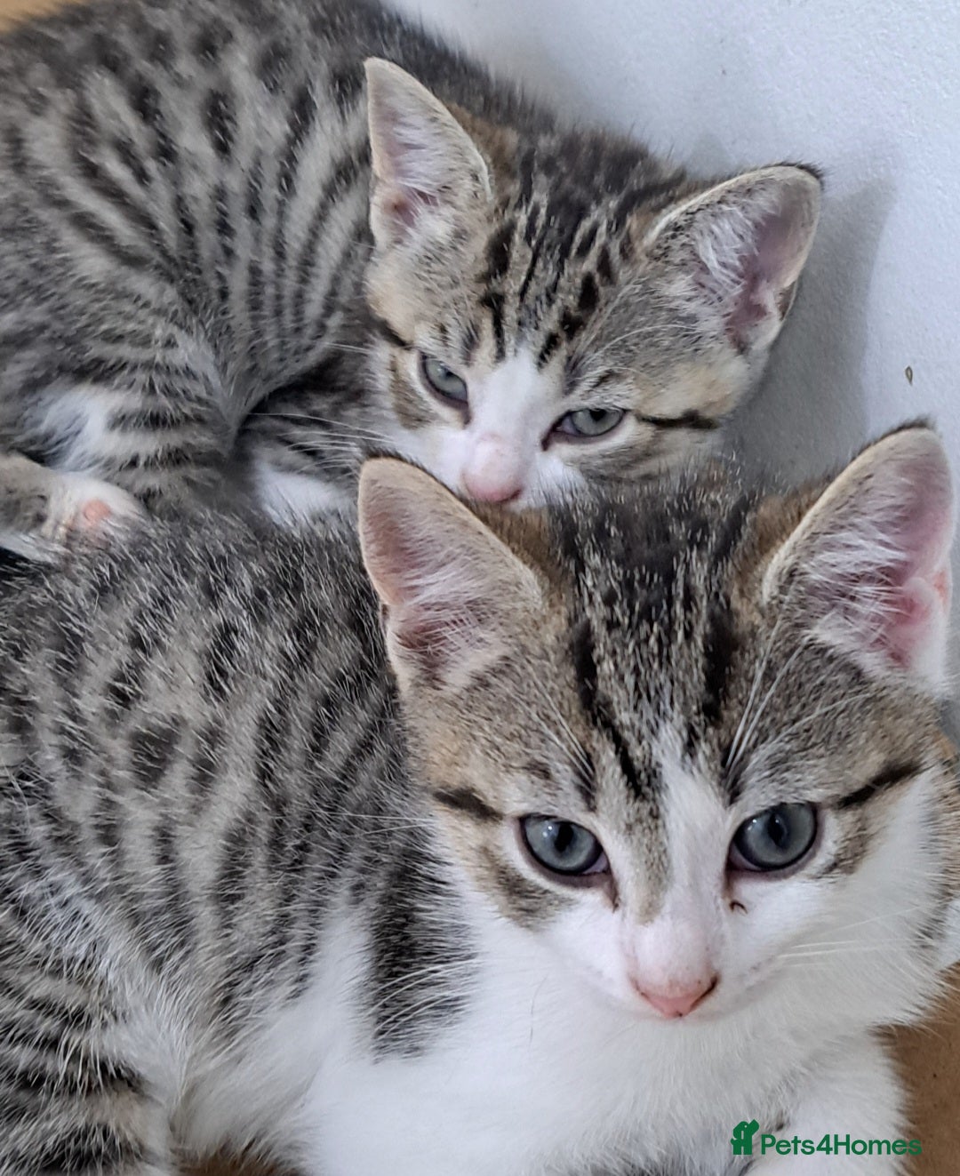 Bengal cats for sale: 3 Beautiful Kittens - Image 11