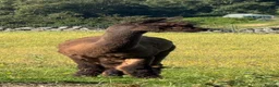 Alpaca livestock for sale: Pedigree Modern Grey Male - Advert 4