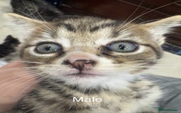Domestic Shorthair cats for sale: 4 male kittens 3 female kittens pickup whenever - Image 3