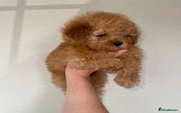 Toy Poodle dogs for sale: Extremely rare blue tiny Kc Reg Toy Poodle Puppy! - Image 29