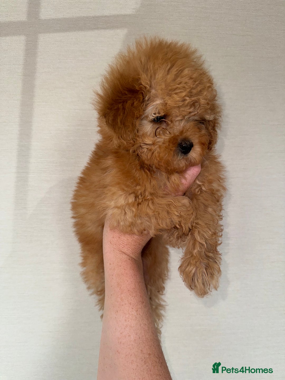 Toy Poodle dogs for sale: Extremely rare blue tiny Kc Reg Toy Poodle Puppy! - Image 29