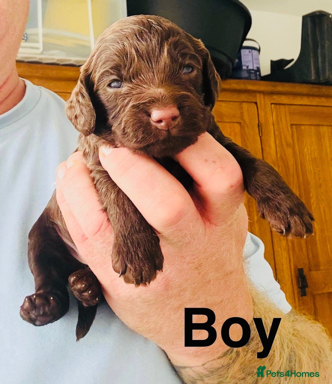 Cockapoo dogs for sale: DNA tested cockapoo puppies ready 27th October - Image 5