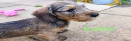 Miniature Dachshund dogs for sale: Premium Mini Wire-haired Dachshund Puppies - Advert 18
