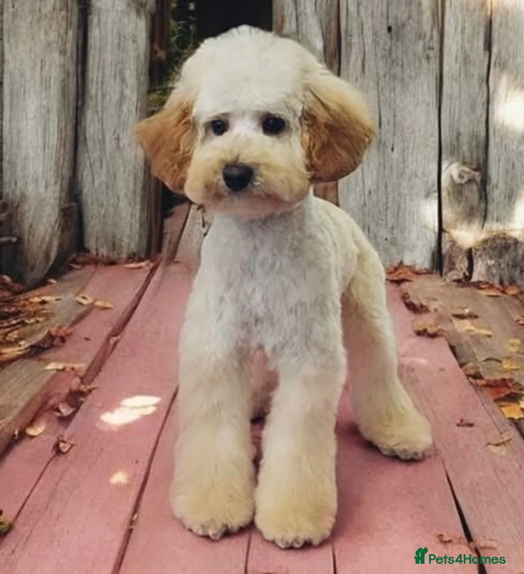 Toy Poodle dogs for sale: FEMALE TOY POODLE FOR SALE  - Advert 3