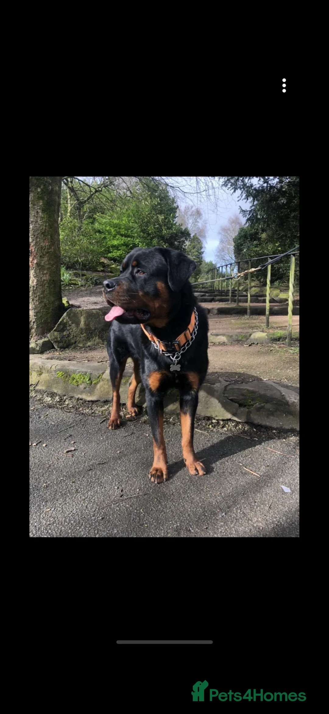 Rottweiler dogs for sale: Beautiful Rottweiler to be rehomed! - Advert 6