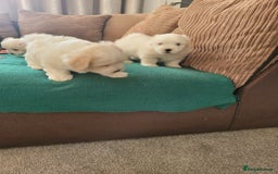 Coton De Tulear dogs for sale: Gorgeous puppies 🐶 KC registered - Image 7