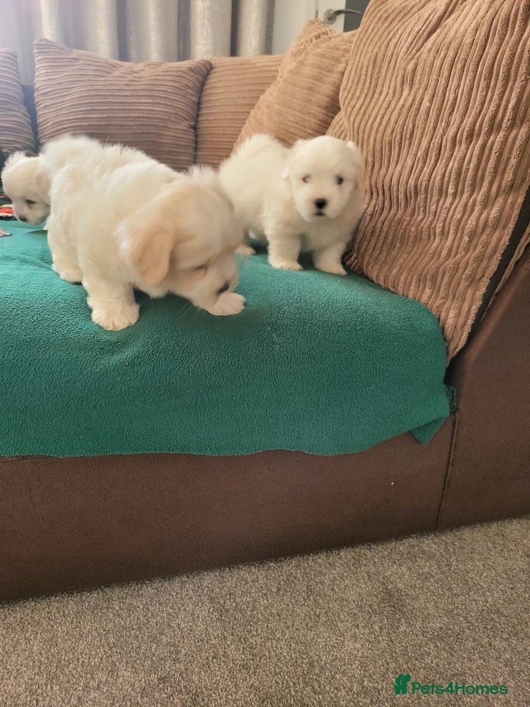Coton De Tulear dogs for sale: Gorgeous puppies 🐶 KC registered - Image 7
