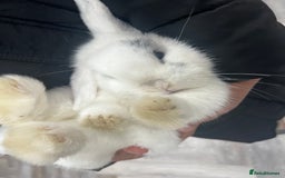 Lionhead rabbits for sale: Gorgeous Lionhead Rabbits Looking for Loving Homes - Image 11