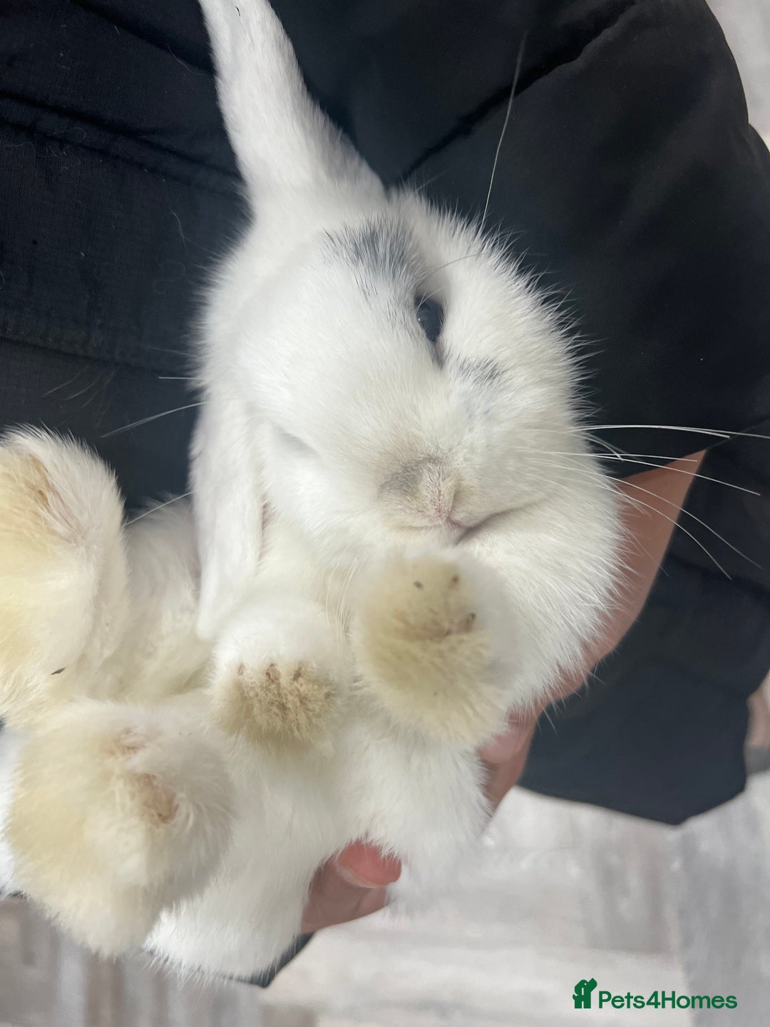 Lionhead rabbits for sale: Gorgeous Lionhead Rabbits Looking for Loving Homes - Image 11