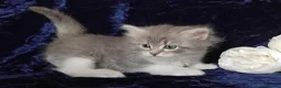 Siberian cats for sale: GCCF Registered Siberian Kitten For Sale  - Advert 22