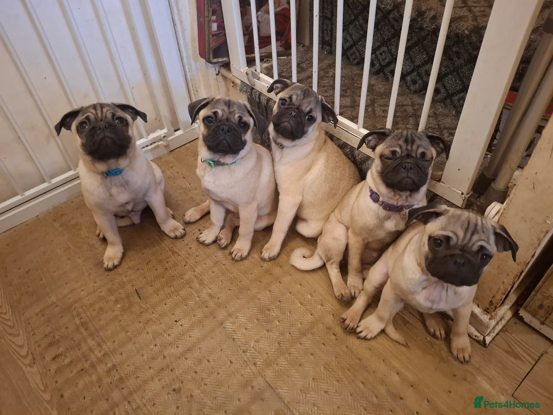 Pug dogs for sale: Lovely pug pups for sale - Advert 1