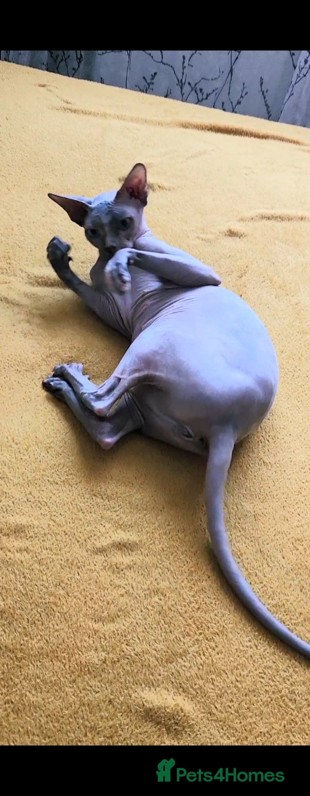 Sphynx cats for sale: Canadian blue-black sphynx kitten - Image 5