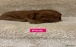 Cockapoo dogs for sale: FOX RED COCKAPOOS ⭐️⭐️ - Image 5