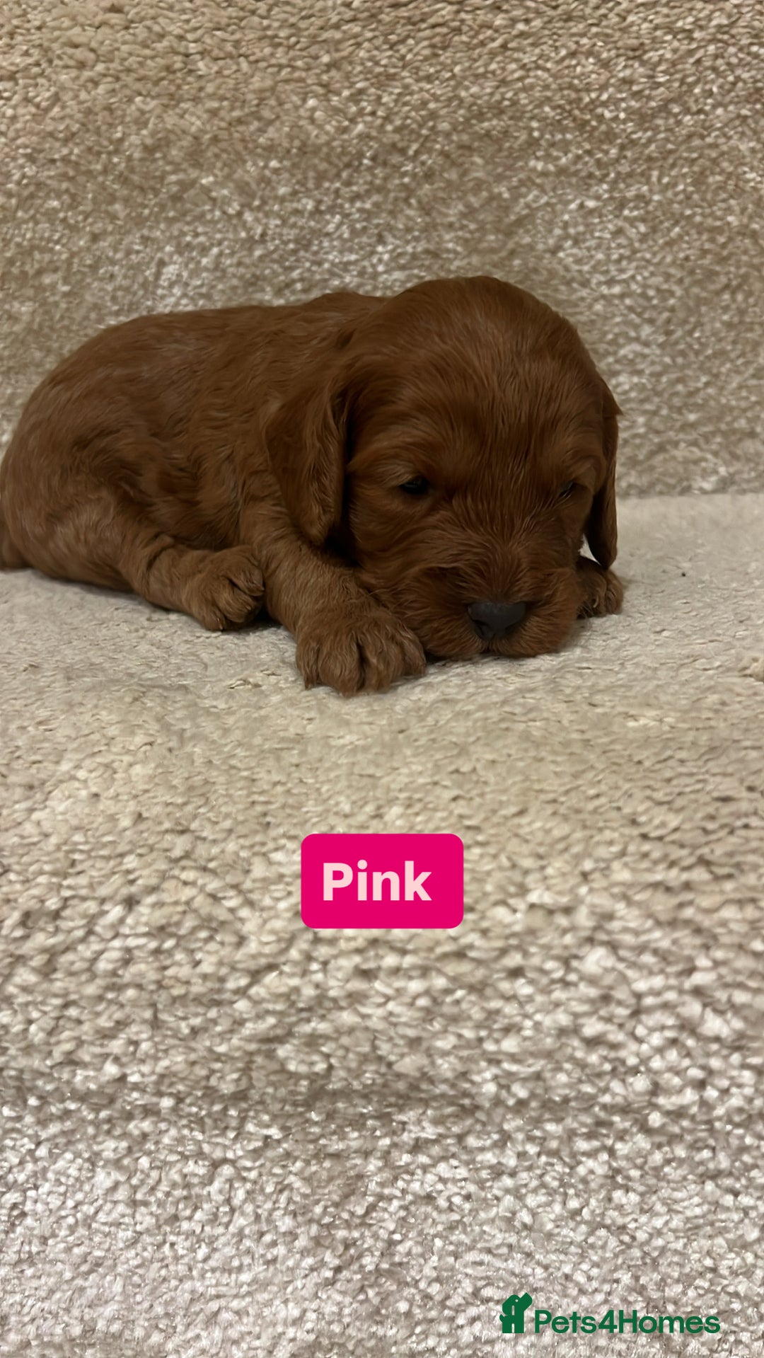 Cockapoo dogs for sale: FOX RED COCKAPOOS ⭐️⭐️ - Image 5