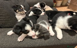 Border Collie dogs for sale: Border collie puppies - Image 2