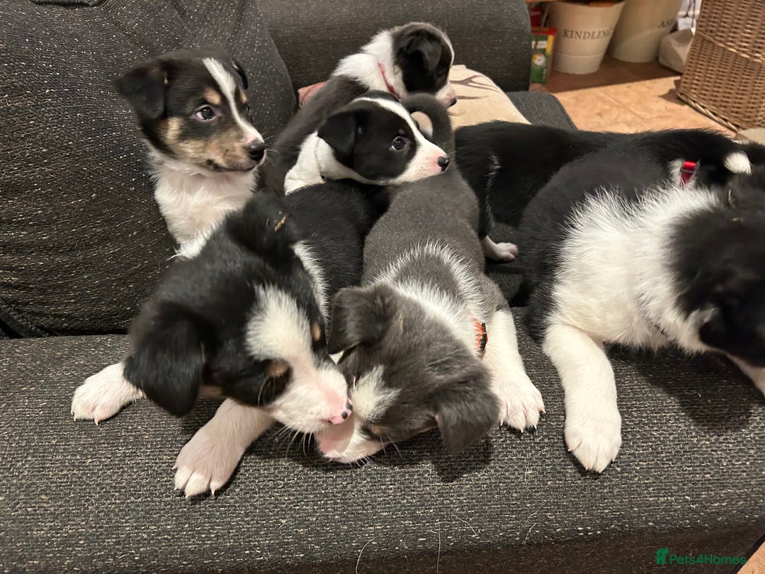 Border Collie dogs for sale: Border collie puppies - Image 2