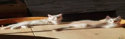 Maine Coon cats for sale: Three beautiful Maine Coon kittens - Advert 9