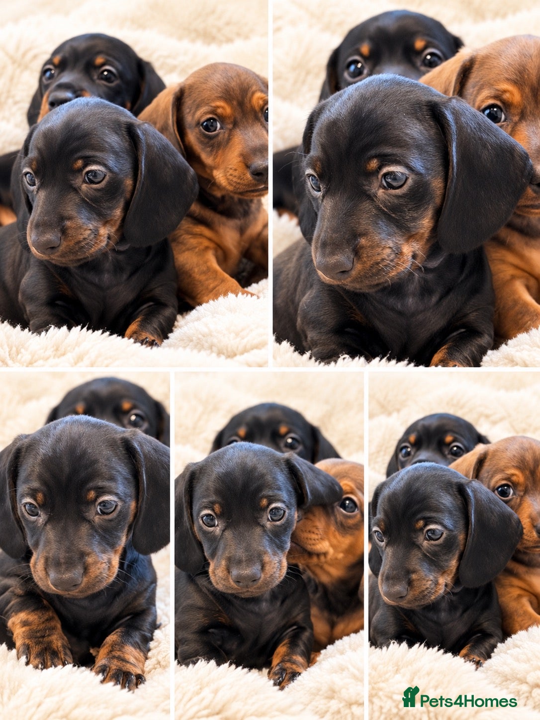 Miniature Dachshund dogs KC Brindle Miniature Dachshund -Champion Lines - Advert 1
