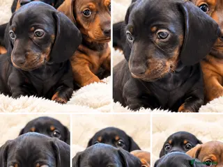 Miniature Dachshund dogs KC Brindle Miniature Dachshund -Champion Lines - Advert 1